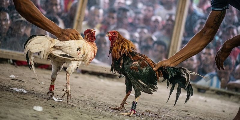 Nắm rõ đá gà cựa dao khác gì với cựa sắt